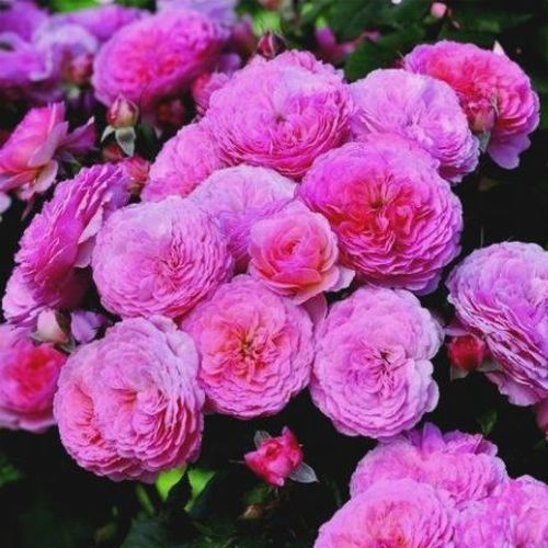 Violet - Trandafir copac cu trunchi înalt - cu flori tip trandafiri englezești - coroană tufiș